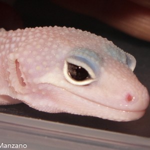 Blazzing blizzard baby