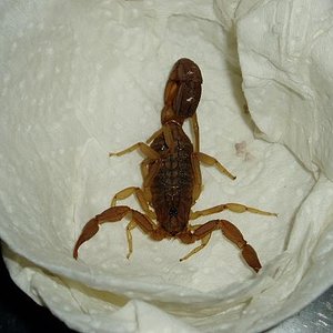 hottentota hottentota.JPG