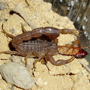 hottentota hottentota3.JPG