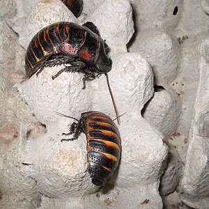 Gromphadorrina portentosa 3.JPG