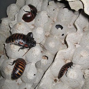 Gromphadorrina portentosa 4.JPG