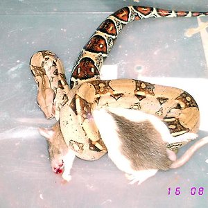 boa hembra jalando.JPG