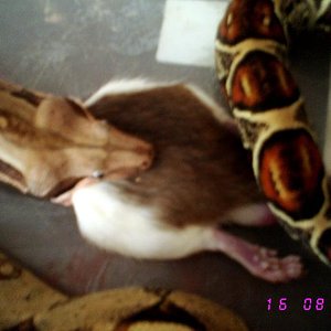 boa hembra cabeza jalando.JPG