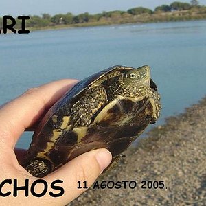 tortus malas 004.jpg