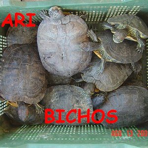 tortus malas 040.jpg