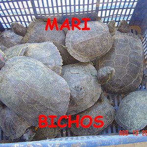 tortus malas 043.jpg