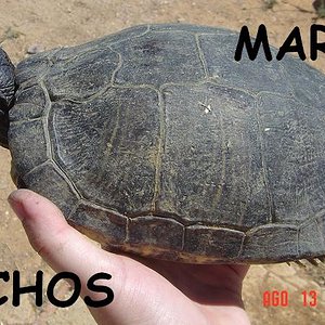 tortus malas 039.jpg