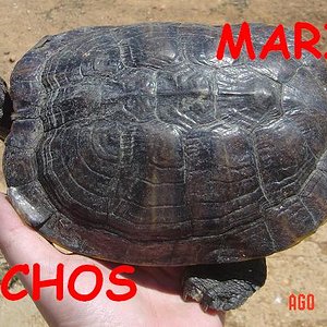 tortus malas 044.jpg