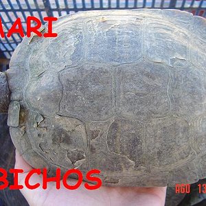 tortus malas 045.jpg