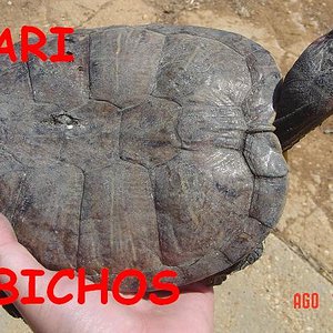 tortus malas 042.jpg