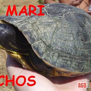 tortus malas 038.jpg