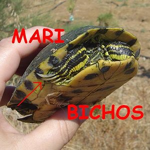 tortus malas 009.jpg