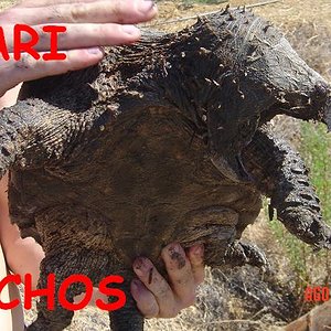 tortus malas 011.jpg