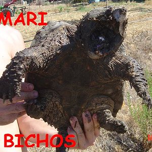 tortus malas 012.jpg