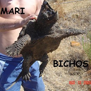 tortus malas 013.jpg