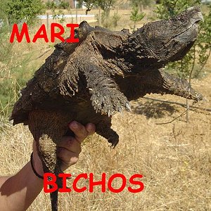 tortus malas 017.jpg