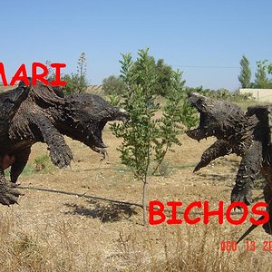 tortus malas 019.jpg