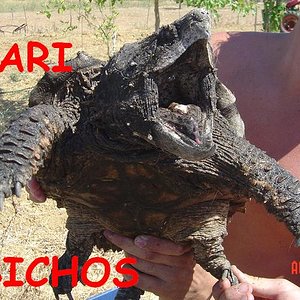 tortus malas 026.jpg