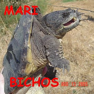 tortus malas 023.jpg