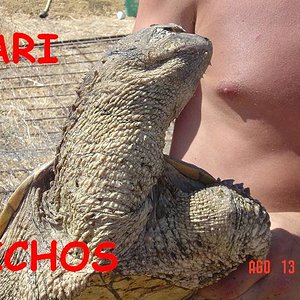 tortus malas 037.jpg