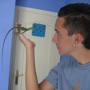yo con basiliscus plumifrons (5).jpg