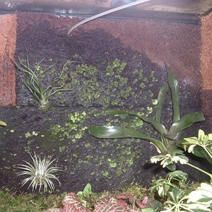 ofondo terrario (600 x 450).jpg