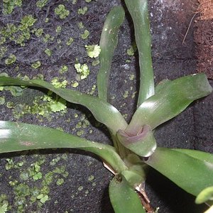 oneorogelia olens (600 x 450).jpg