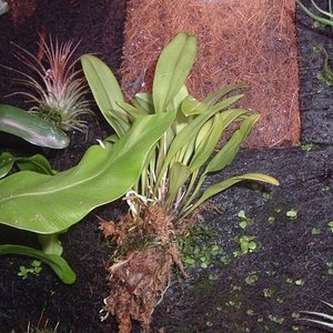 orquideoa (600 x 450).jpg