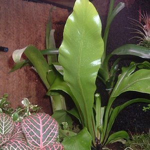 otro lado del terrario (600 x 450).jpg