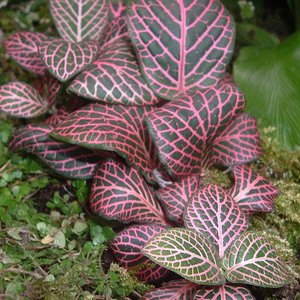 planta (600 x 450).jpg