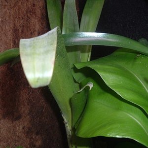 plantas (600 x 450).jpg