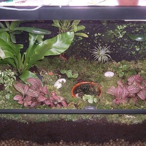 terario vista frontal (600 x 450).jpg