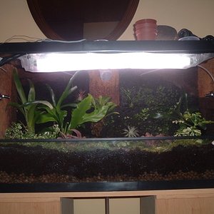terrario entero (600 x 450).jpg