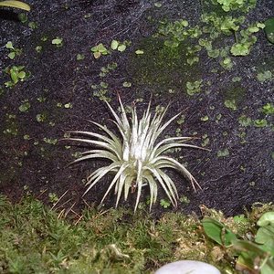 tillandsia (600 x 450).jpg