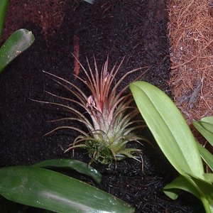 tillandsia02 (600 x 450).jpg