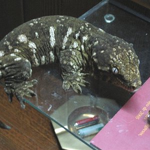 Web Rhacodactylus l leachianus 1.jpg