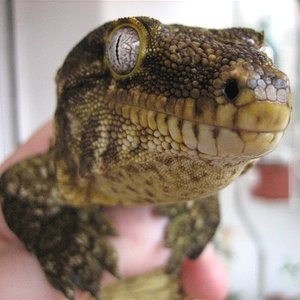 Web Rhacodactylus l leachianus 2.jpg