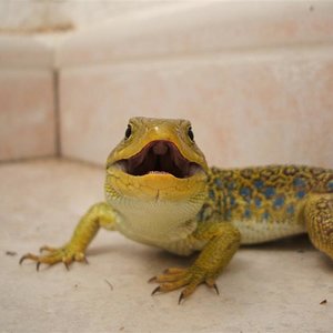 DSCF0466 (Medium).JPG