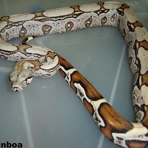 martinboa bccw (760 x 570)mmmmmmmmmmm.jpg