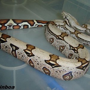 martinboabccde (576 x 432).jpg