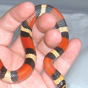 macho L. T. campbelli apricot2.jpg