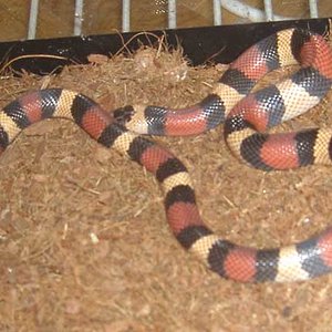 hembra L. T. campbelli apricot.jpg