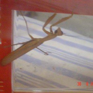 mantis.JPG
