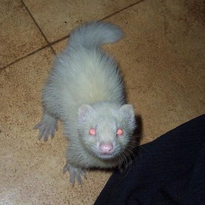 Dientes de sable.jpg