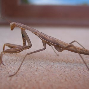 insectos 011 redu.JPG