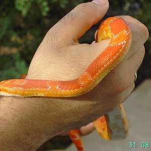 FLUORESCENT ORANGE.JPG