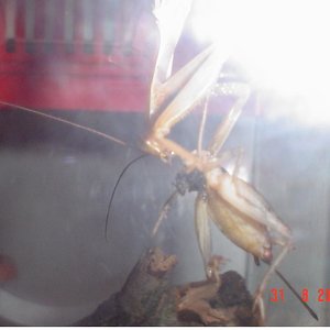 mantis voraz.JPG