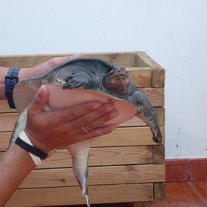 tortus 30 agosto 05 078.jpg