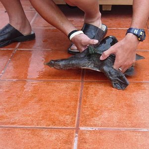 tortus 30 agosto 05 084.jpg