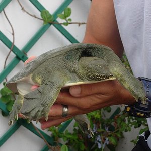 tortus 30 agosto 05 056.jpg